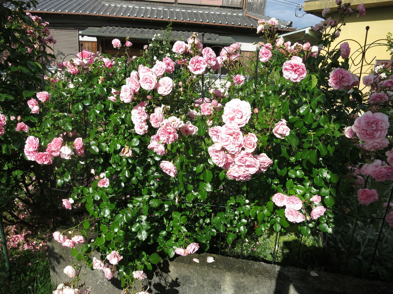 ホーム ガーデンの剪定 誘引と合格の花クリロー ミセスケイの薔薇コラム