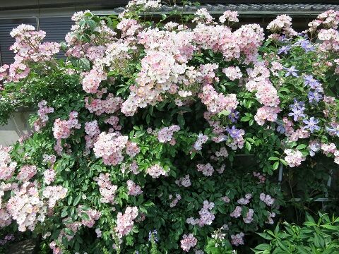 バレリーナの剪定誘引 ミセスケイの薔薇コラム バレリーナの剪定誘引 ミセスケイの薔薇コラム
