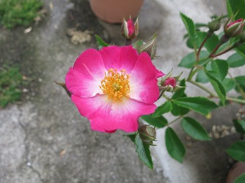 IMG_5691