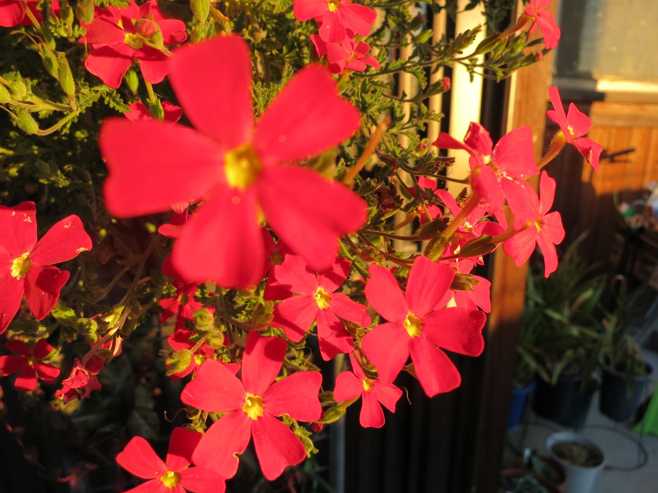 サンブリテニア切り戻しました ミセスケイの薔薇コラム サンブリテニア切り戻しました ミセスケイの薔薇コラム