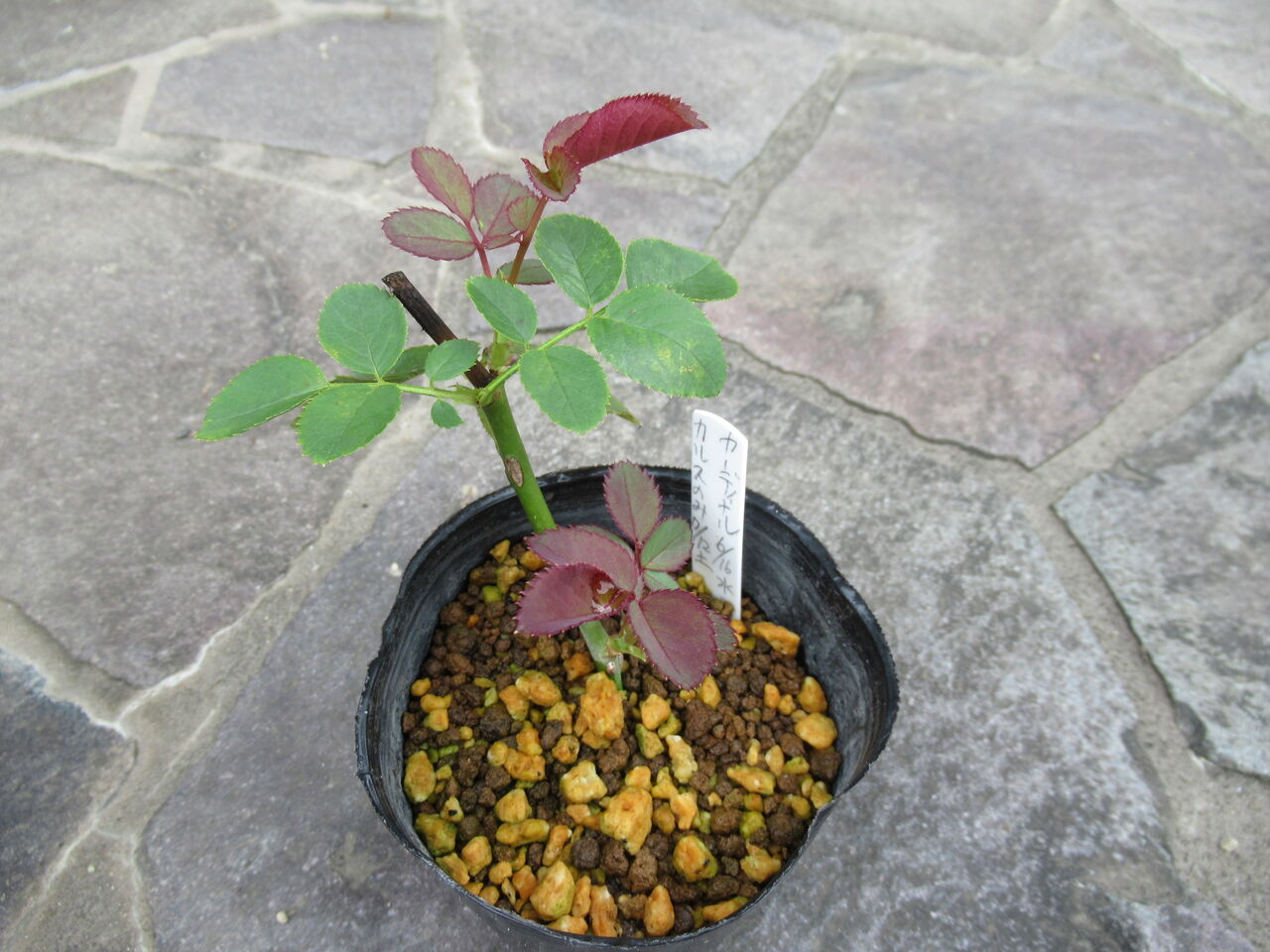挿し木の続き 新葉が出てきました ミセスケイの薔薇コラム 挿し木の続き 新葉が出てきました ミセスケイの薔薇コラム