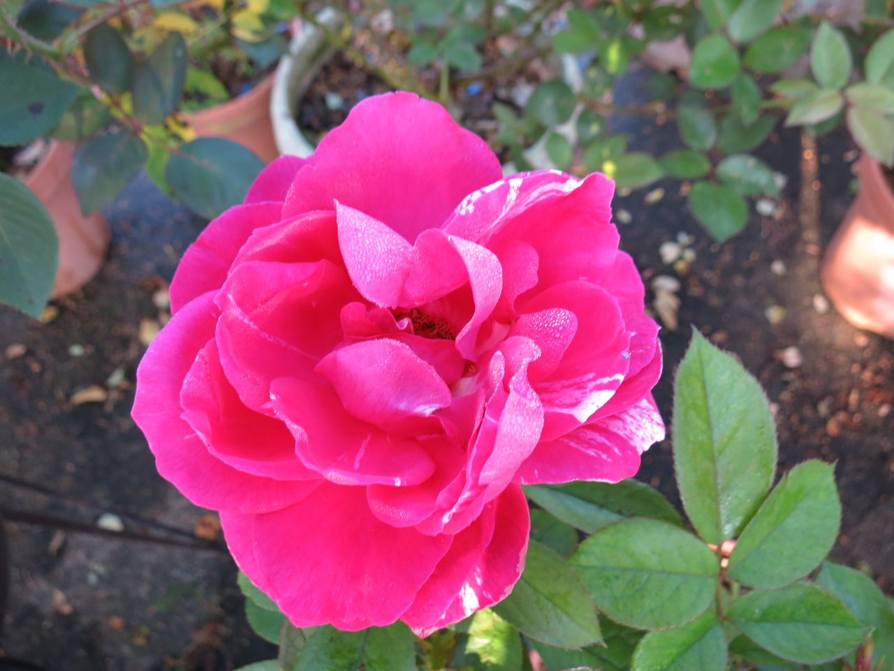 ニコール アンリマチスなど ミセスケイの薔薇コラム ニコール アンリマチスなど ミセスケイの薔薇コラム