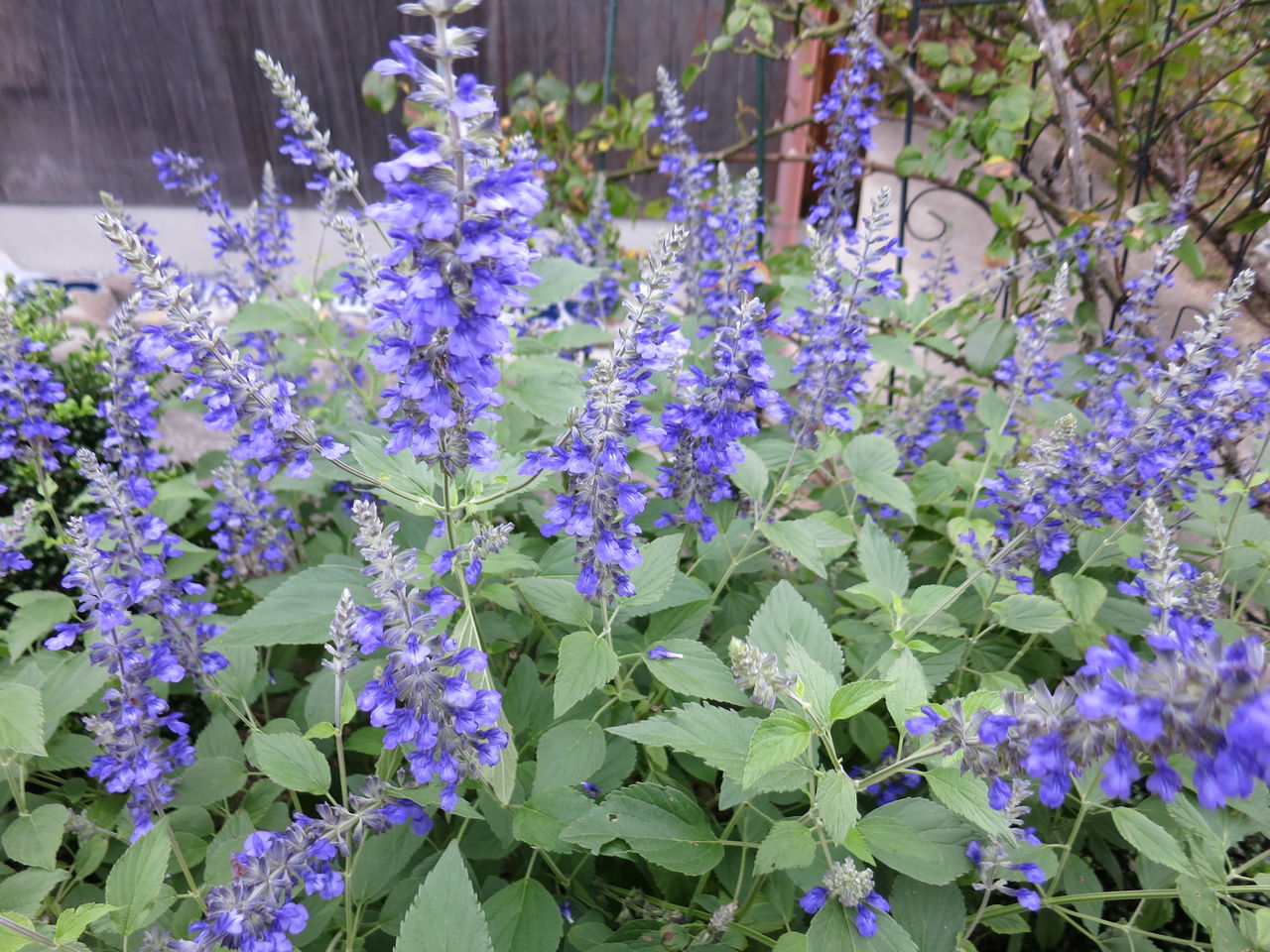 背が高いサルビアアズレア ミセスケイの薔薇コラム