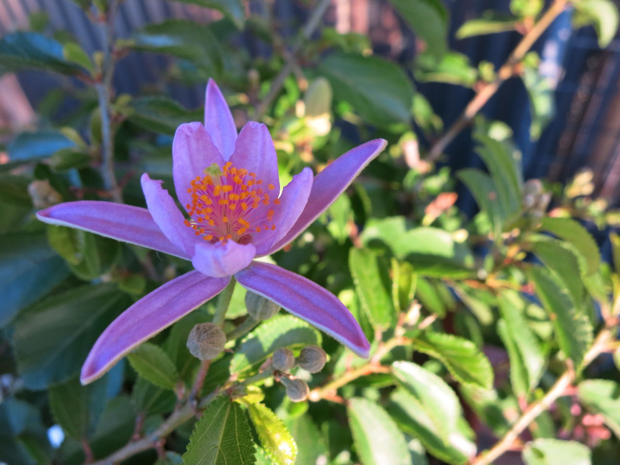 スイレンボク また咲きました ウイズレー2008など ミセスケイの薔薇コラム スイレンボク また咲きました ウイズレー2008など ミセスケイの薔薇コラム