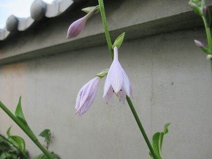 ギボウシなど ミセスケイの薔薇コラム ギボウシなど ミセスケイの薔薇コラム