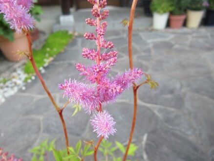 アスチルベなど ミセスケイの薔薇コラム