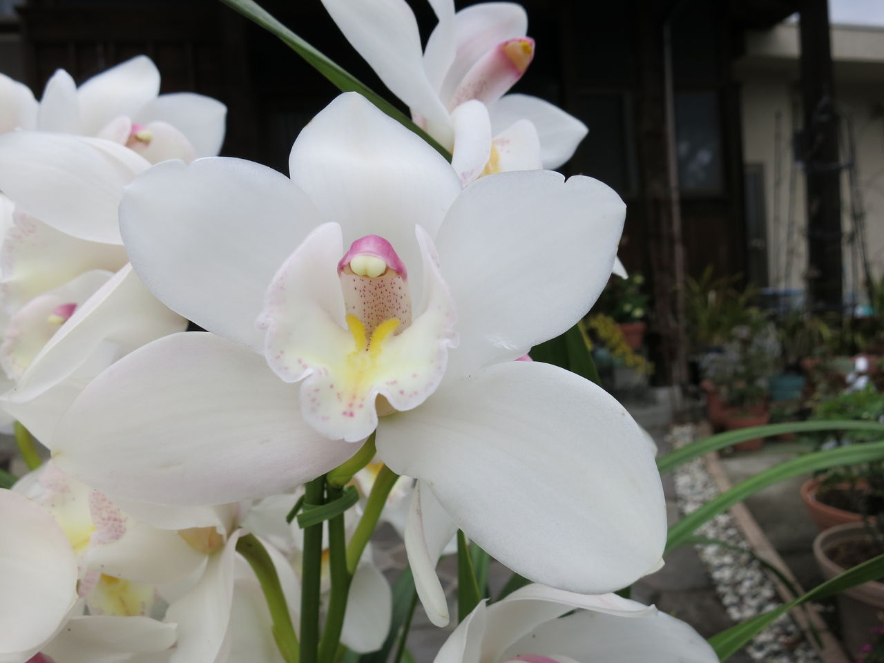 白いシンビジウム ミセスケイの薔薇コラム