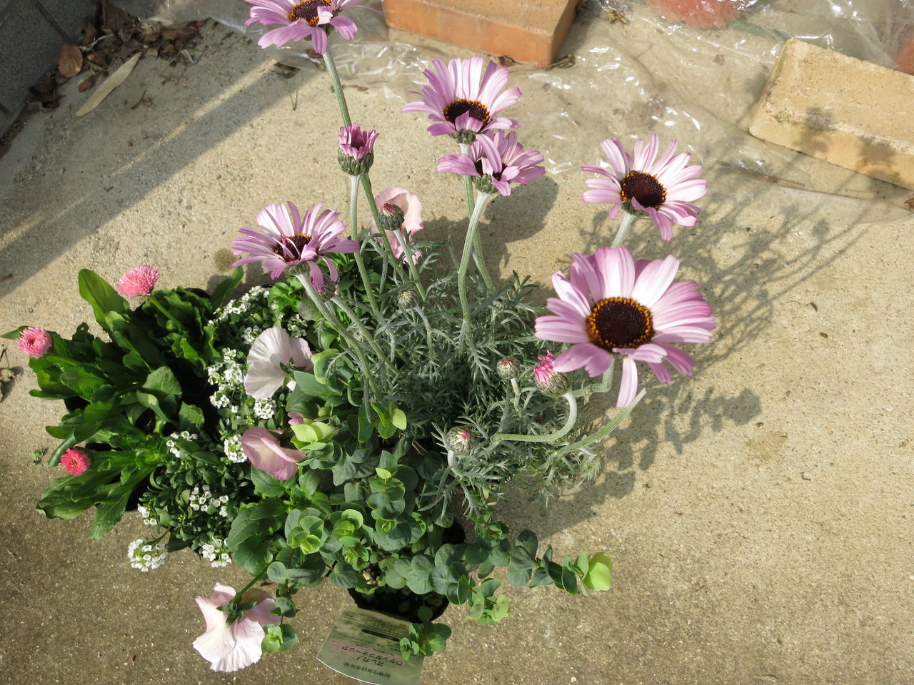 春の寄せ植え作りました と モリナール ミセスケイの薔薇コラム 春の寄せ植え作りました と モリナール ミセスケイの薔薇コラム