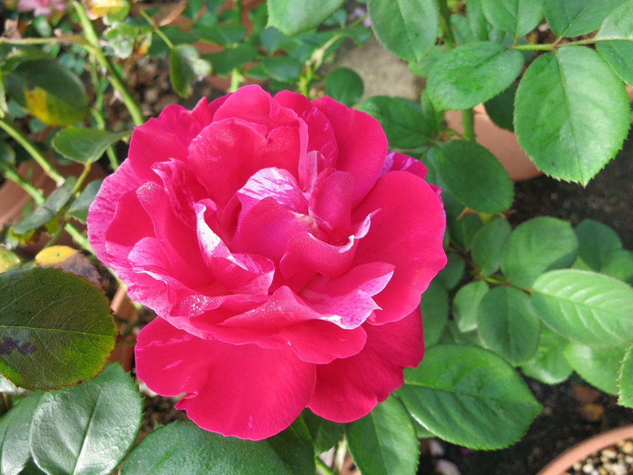 対照的なアンリマチスとオリヴィエローランジェ ミセスケイの薔薇コラム 対照的なアンリマチスとオリヴィエローランジェ ミセスケイの薔薇コラム