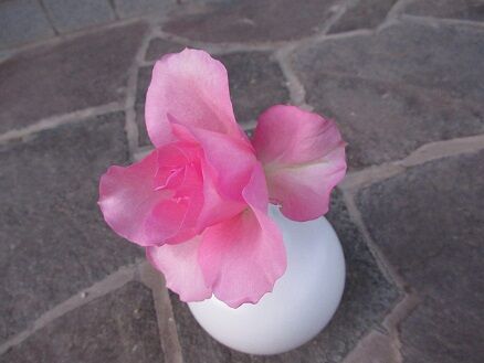 花持ちが良い切り花品種 ミセスケイの薔薇コラム 花持ちが良い切り花品種 ミセスケイの薔薇コラム