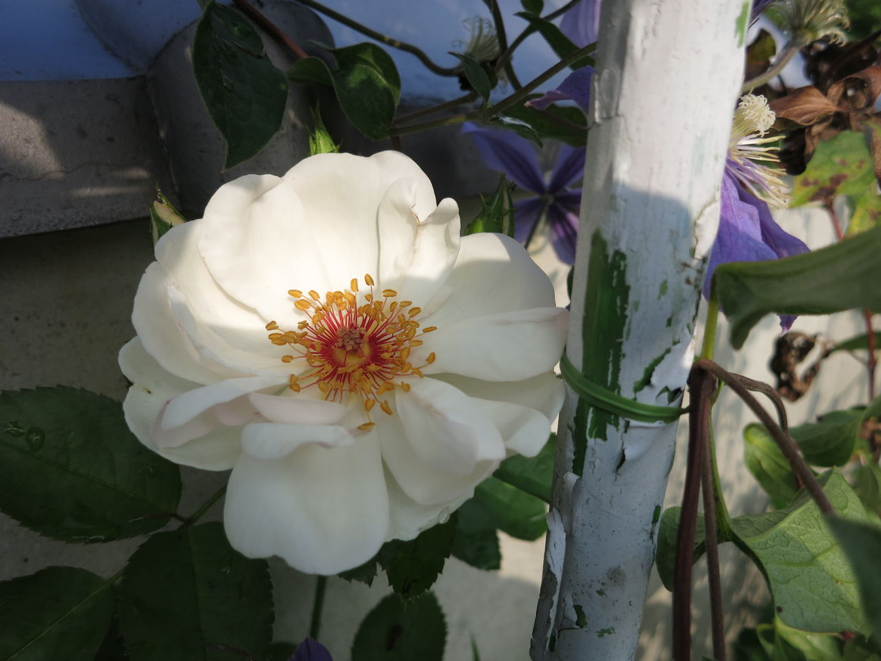 赤いしべが可愛いジャクリーヌデュプレ ミセスケイの薔薇コラム 赤いしべが可愛いジャクリーヌデュプレ ミセスケイの薔薇コラム