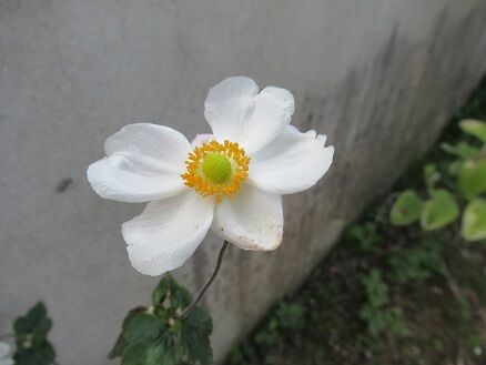 シュウメイギクなど ミセスケイの薔薇コラム