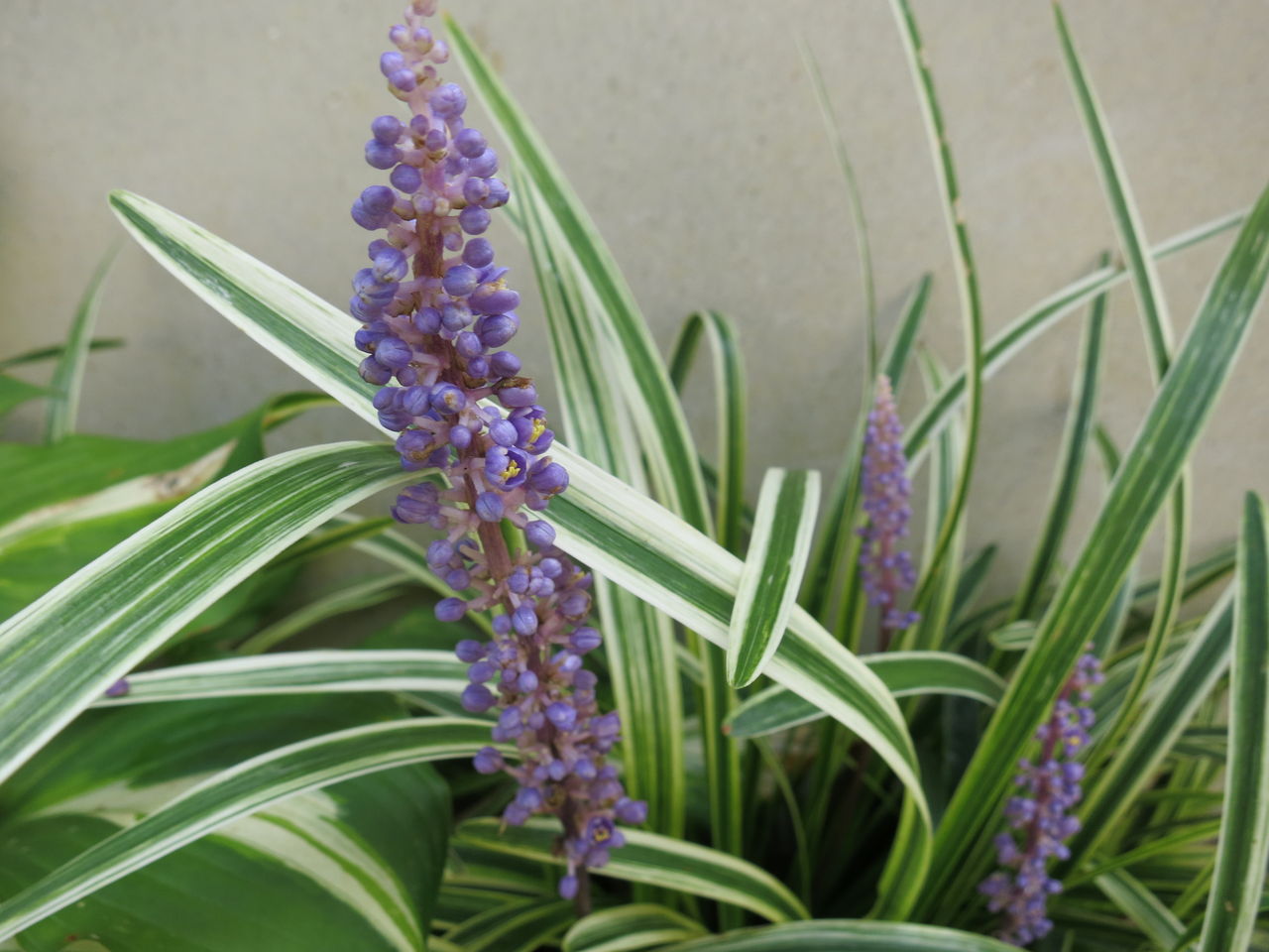 ヤブランの花と その寄せ植えなど ミセスケイの薔薇コラム