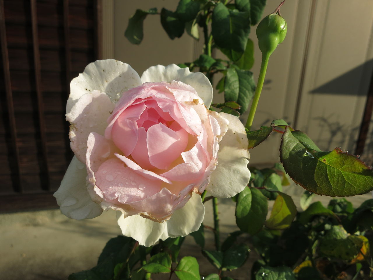 シャリファアスマ 八重咲きペチュニアなど ミセスケイの薔薇コラム