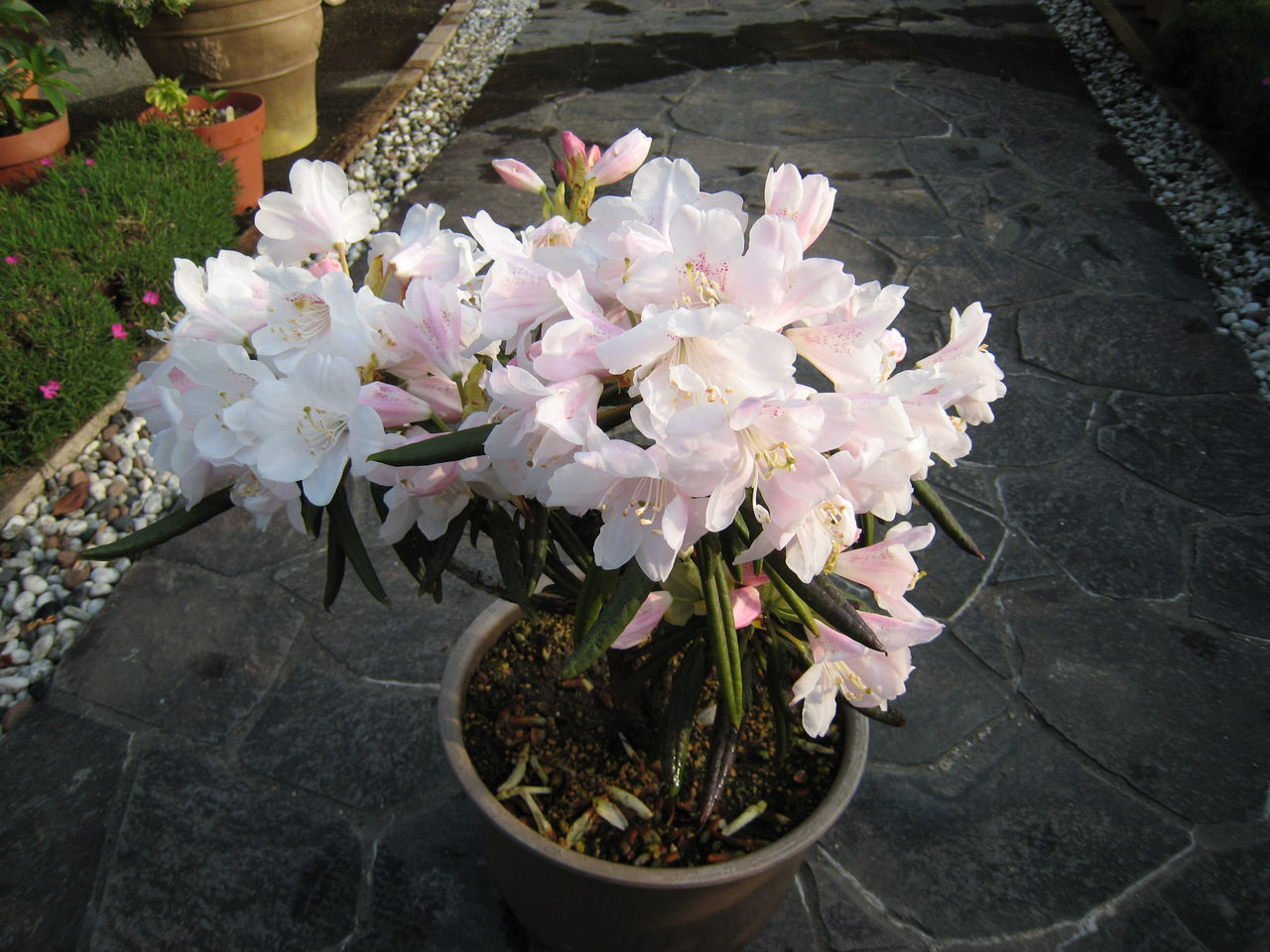 日本シャクナゲ京の華 : ミセスケイの薔薇コラム
