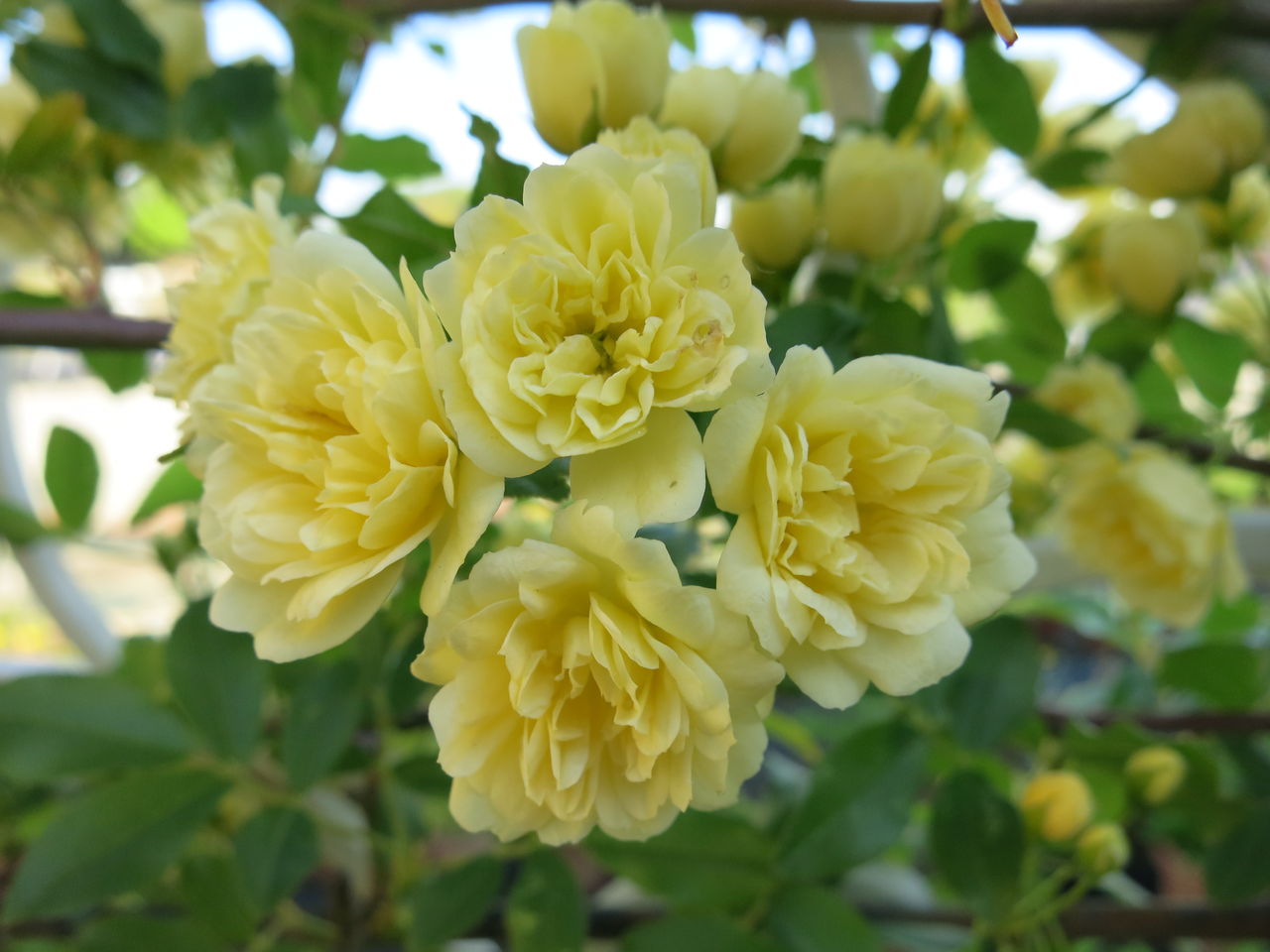 黄モッコウバラ咲きました ミセスケイの薔薇コラム