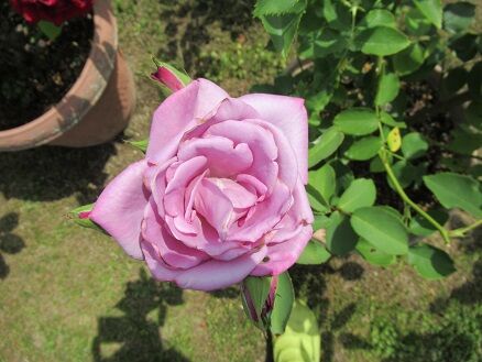 花持ち比較2日目 ミセスケイの薔薇コラム