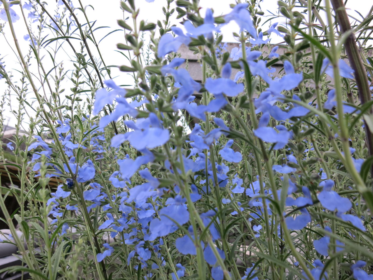 背が高いサルビアアズレア ミセスケイの薔薇コラム