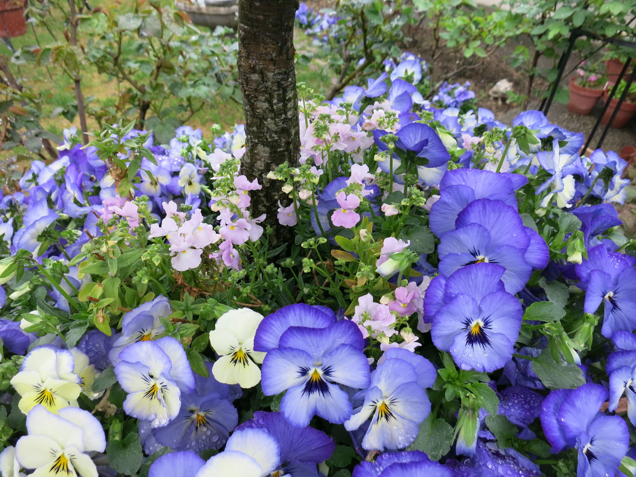 春のコンテナガーデン ミセスケイの薔薇コラム 春のコンテナガーデン ミセスケイの薔薇コラム