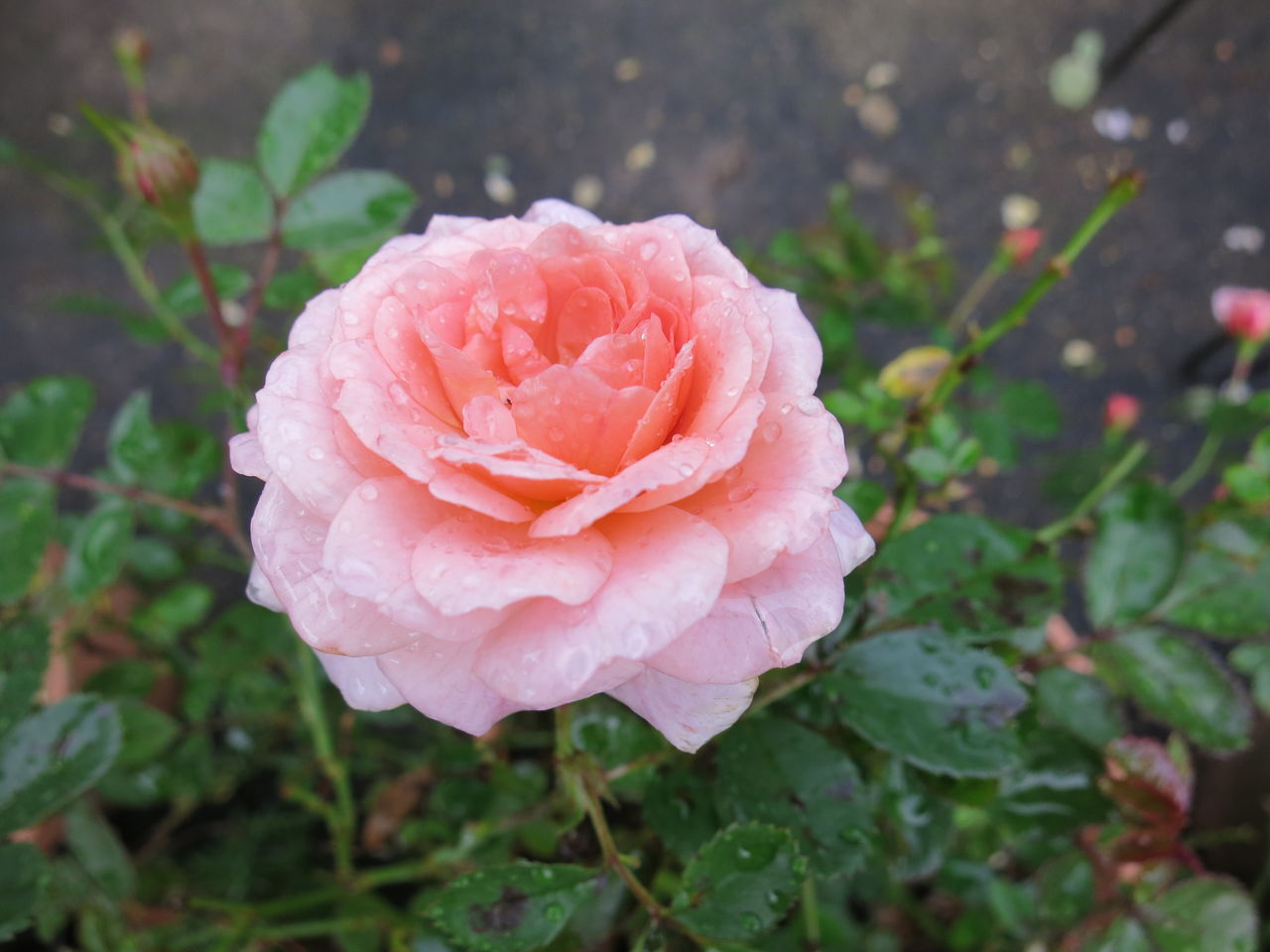 雨の後でもうなだれずに咲いていたバラ ミセスケイの薔薇コラム 雨の後でもうなだれずに咲いていたバラ ミセスケイの薔薇コラム