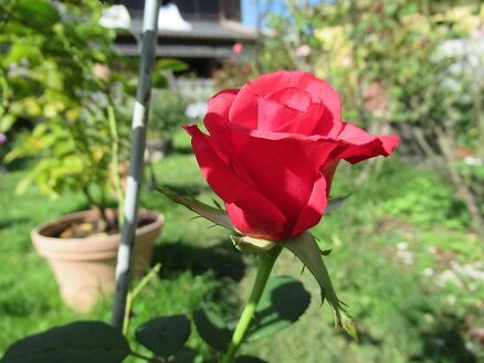 カーディナル 挿し木の続きなど ミセスケイの薔薇コラム
