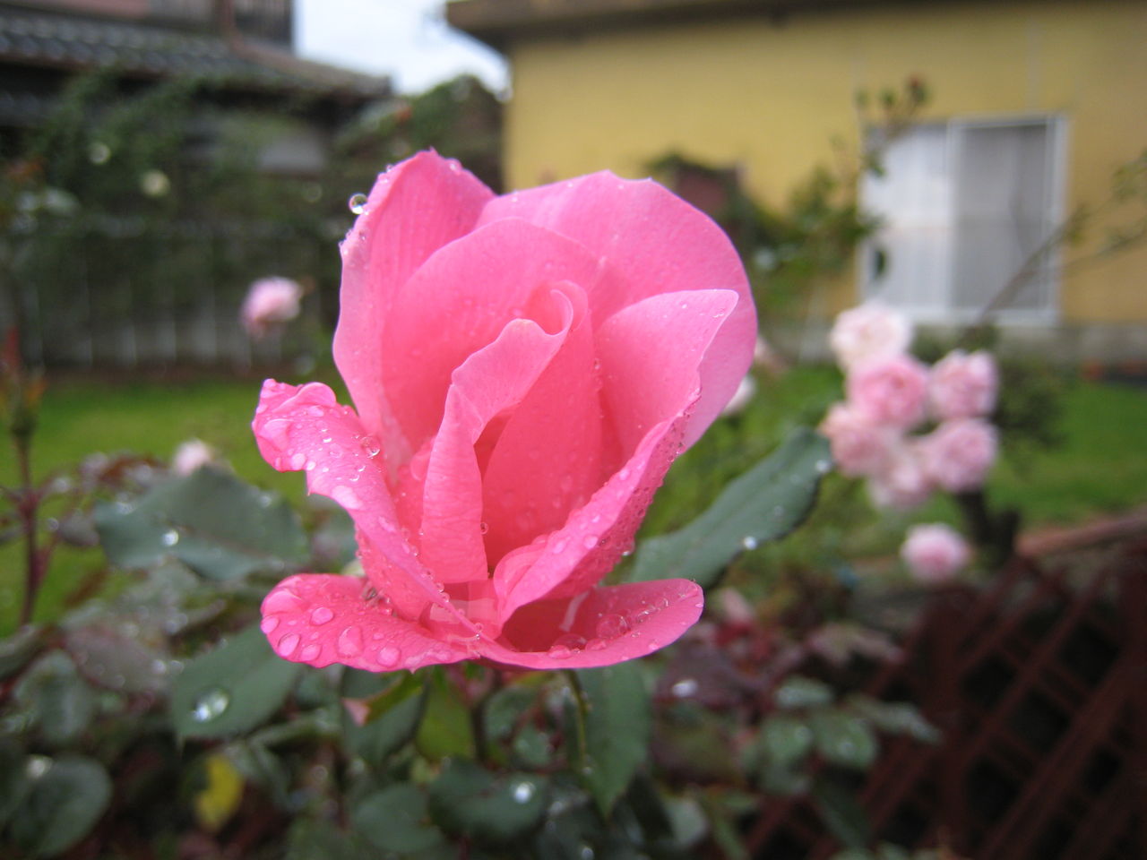 ピンクノックアウトとフランシスデュブリュイ ミセスケイの薔薇コラム