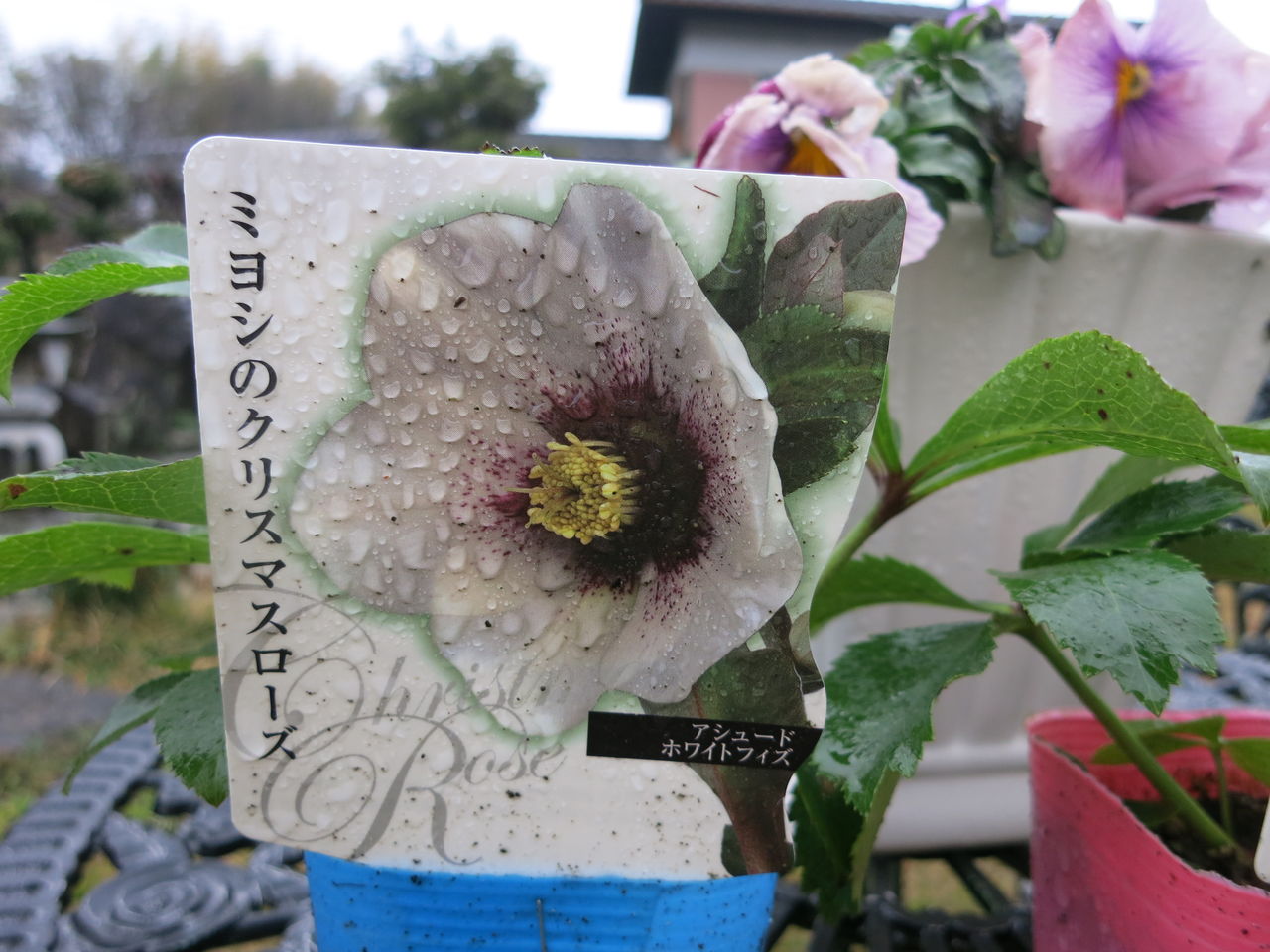 雨の中でも合格花は上を向いてますよ ミセスケイの薔薇コラム