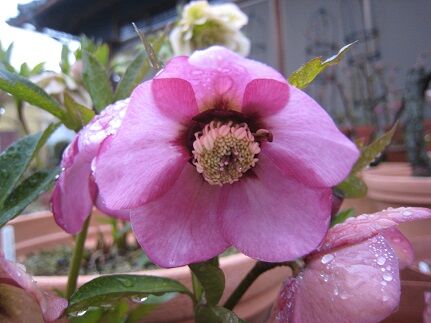 クリスマスローズいろいろ ミセスケイの薔薇コラム