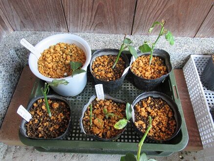 挿し木の途中報告 : ミセスケイの薔薇コラム