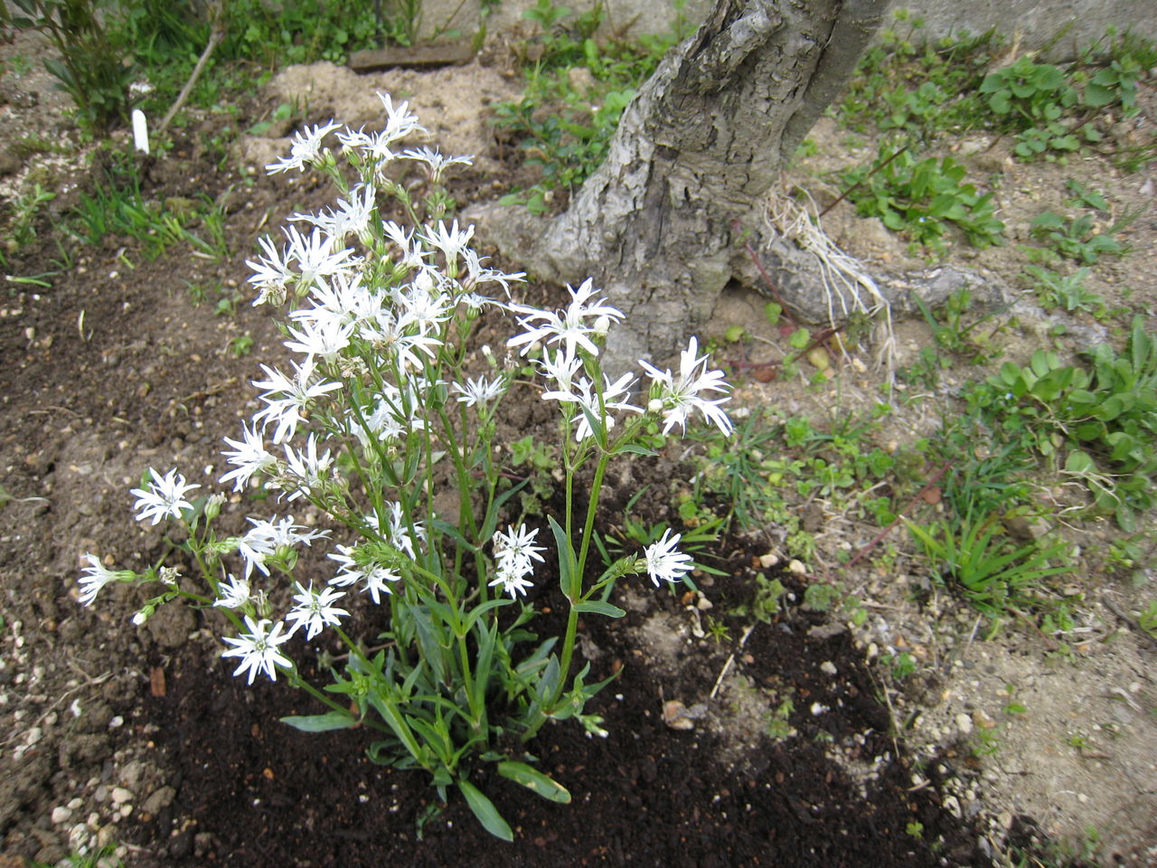 リクニス ホワイトロビン ミセスケイの薔薇コラム