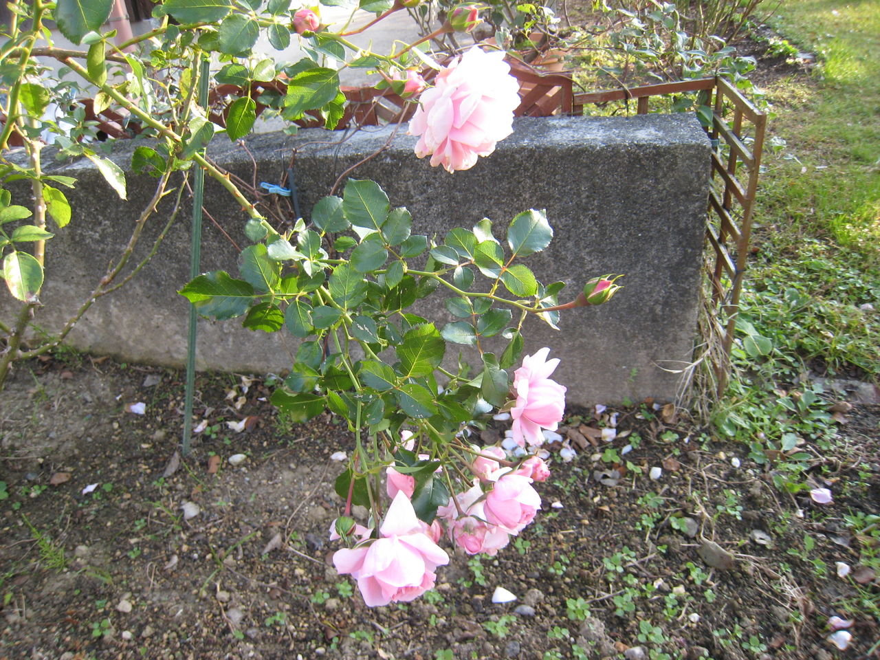 ホーム ガーデンに支柱 ミセスケイの薔薇コラム