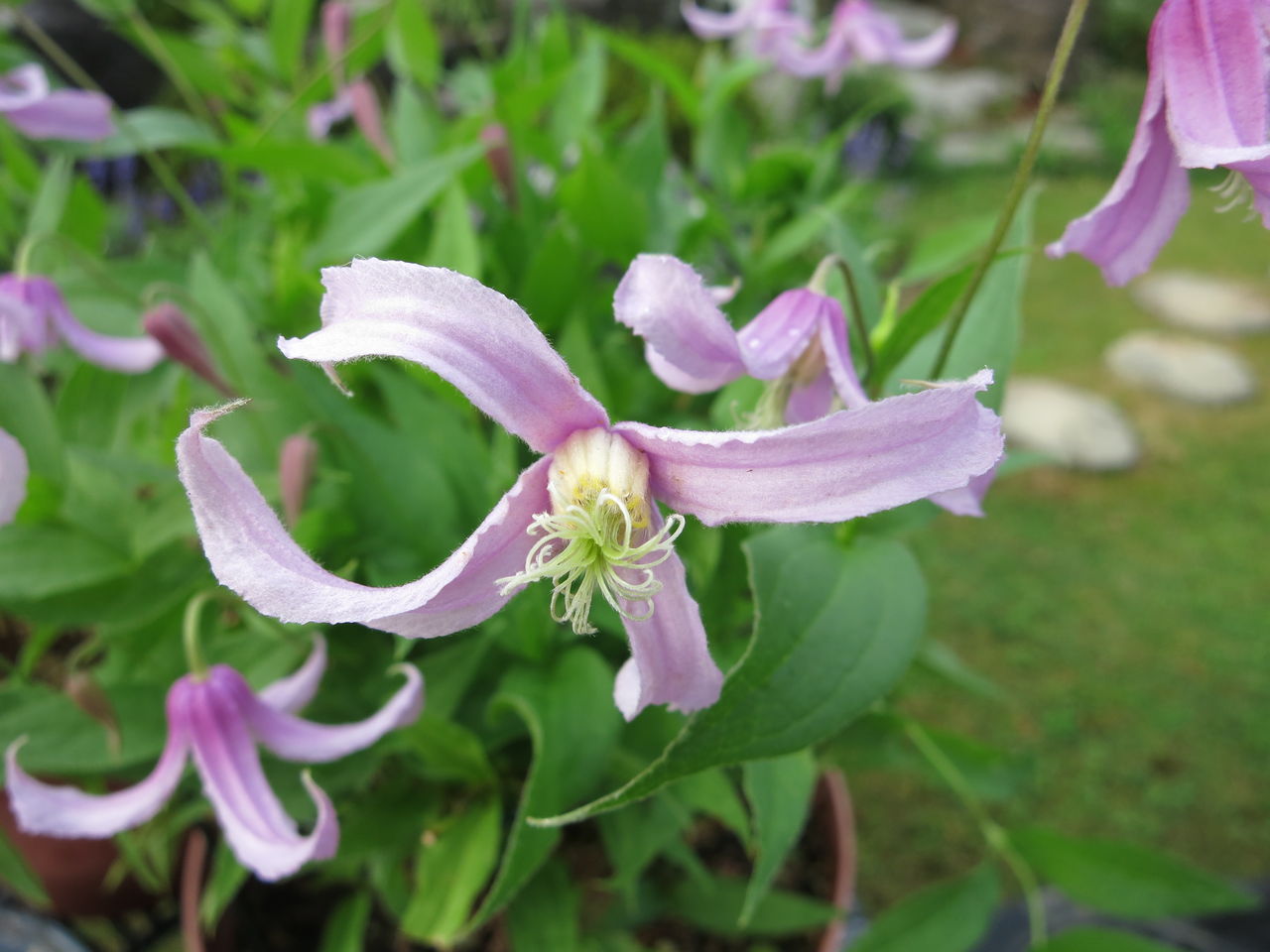 我が家の小さいインテグリフォリア系のクレマチス ミセスケイの薔薇コラム