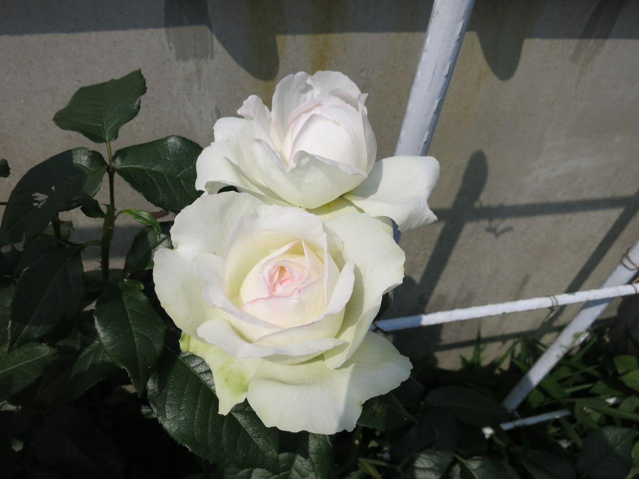 ボレロの剪定しました ミセスケイの薔薇コラム ボレロの剪定しました ミセスケイの薔薇コラム