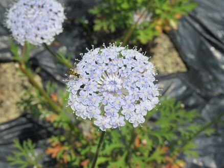 ディディスカス フロックスなど ミセスケイの薔薇コラム