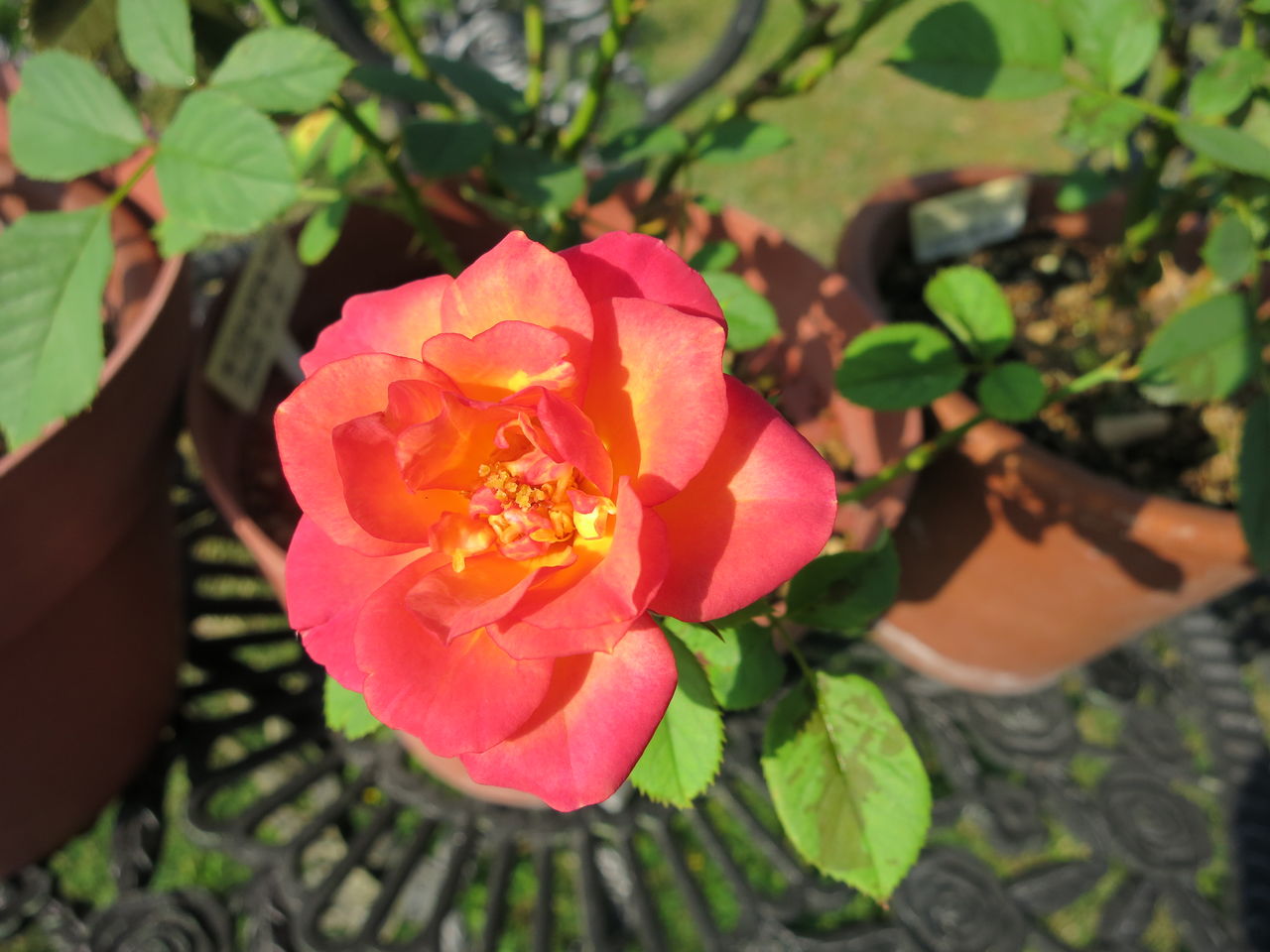 ミニバラの増やし方と寄せ植えのその後 ミセスケイの薔薇コラム
