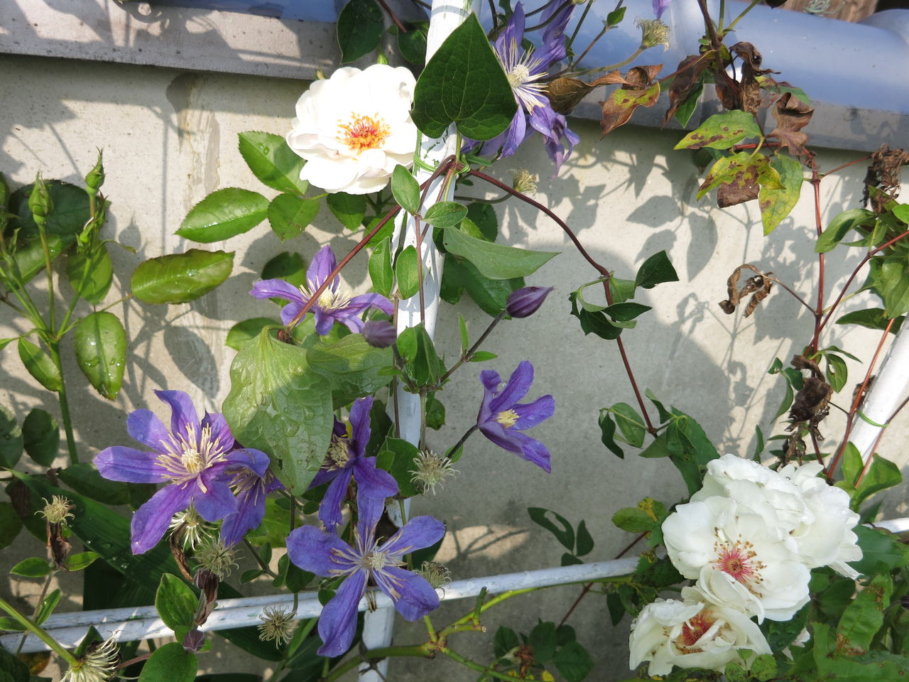 赤いしべが可愛いジャクリーヌデュプレ ミセスケイの薔薇コラム 赤いしべが可愛いジャクリーヌデュプレ ミセスケイの薔薇コラム