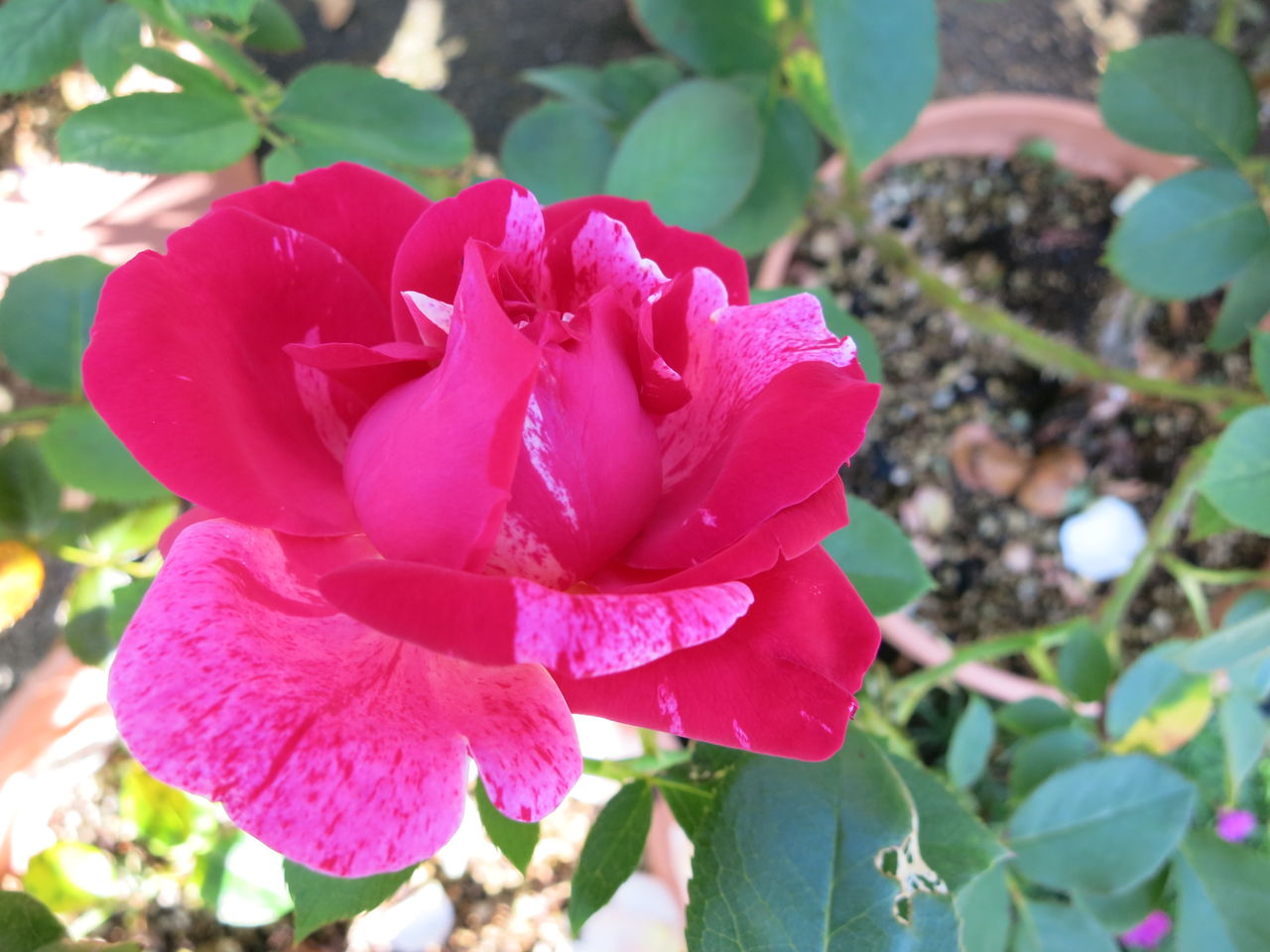 対照的なアンリマチスとオリヴィエローランジェ ミセスケイの薔薇コラム 対照的なアンリマチスとオリヴィエローランジェ ミセスケイの薔薇コラム