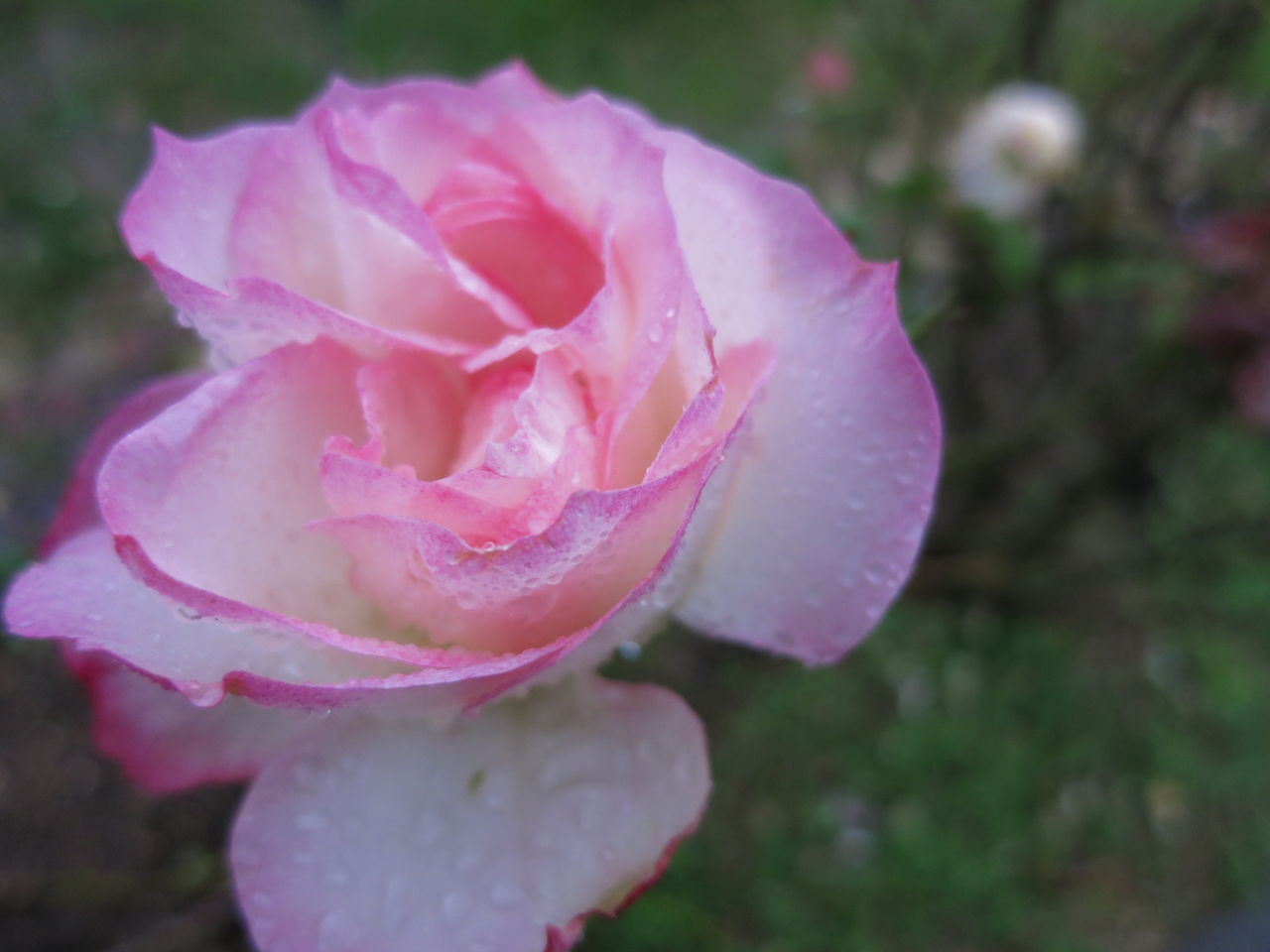 薄いガラス細工のようなニコール ミセスケイの薔薇コラム