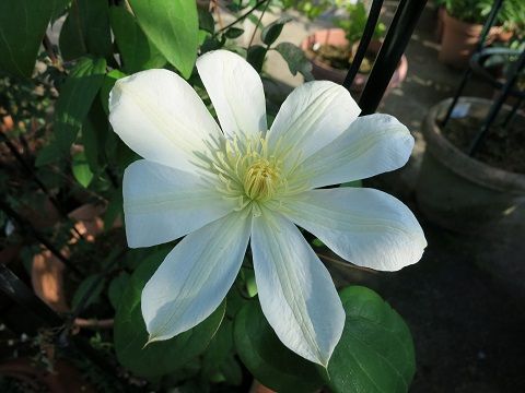 セントーレアモンタナパープルハート ミセスケイの薔薇コラム セントーレアモンタナパープルハート ミセスケイの薔薇コラム