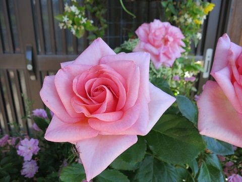 5月のバラ青龍など ミセスケイの薔薇コラム