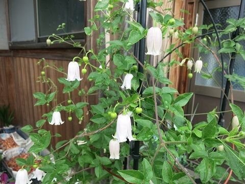 鉢バラの剪定 カイウの剪定など ミセスケイの薔薇コラム
