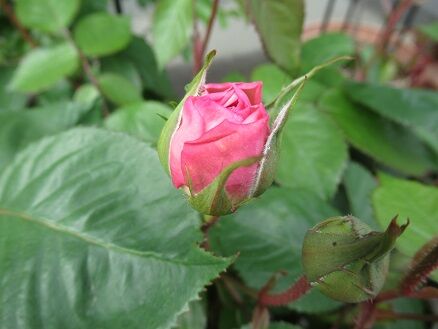 バラの蕾が色づきました ミセスケイの薔薇コラム