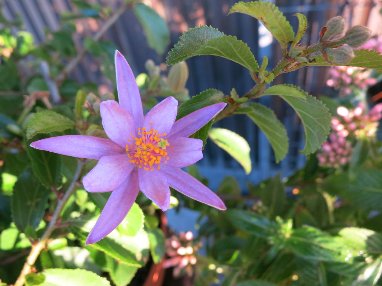 スイレンボク また咲きました ウイズレー2008など ミセスケイの薔薇コラム スイレンボク また咲きました ウイズレー2008など ミセスケイの薔薇コラム