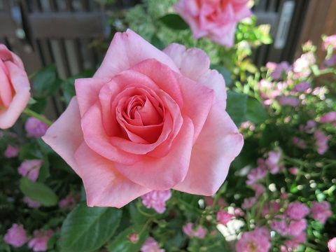 50 青龍 バラ 最高の花の画像 50 青龍 バラ 最高の花の画像