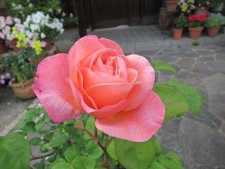 マドモアゼルメイアン開花 ミセスケイの薔薇コラム