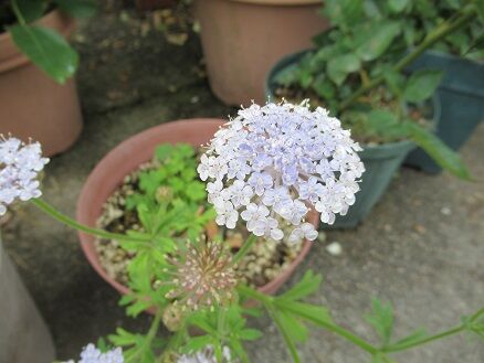 花の苗 ディディスカス ブルーレース 苗 Sukaldeansortzaile Com