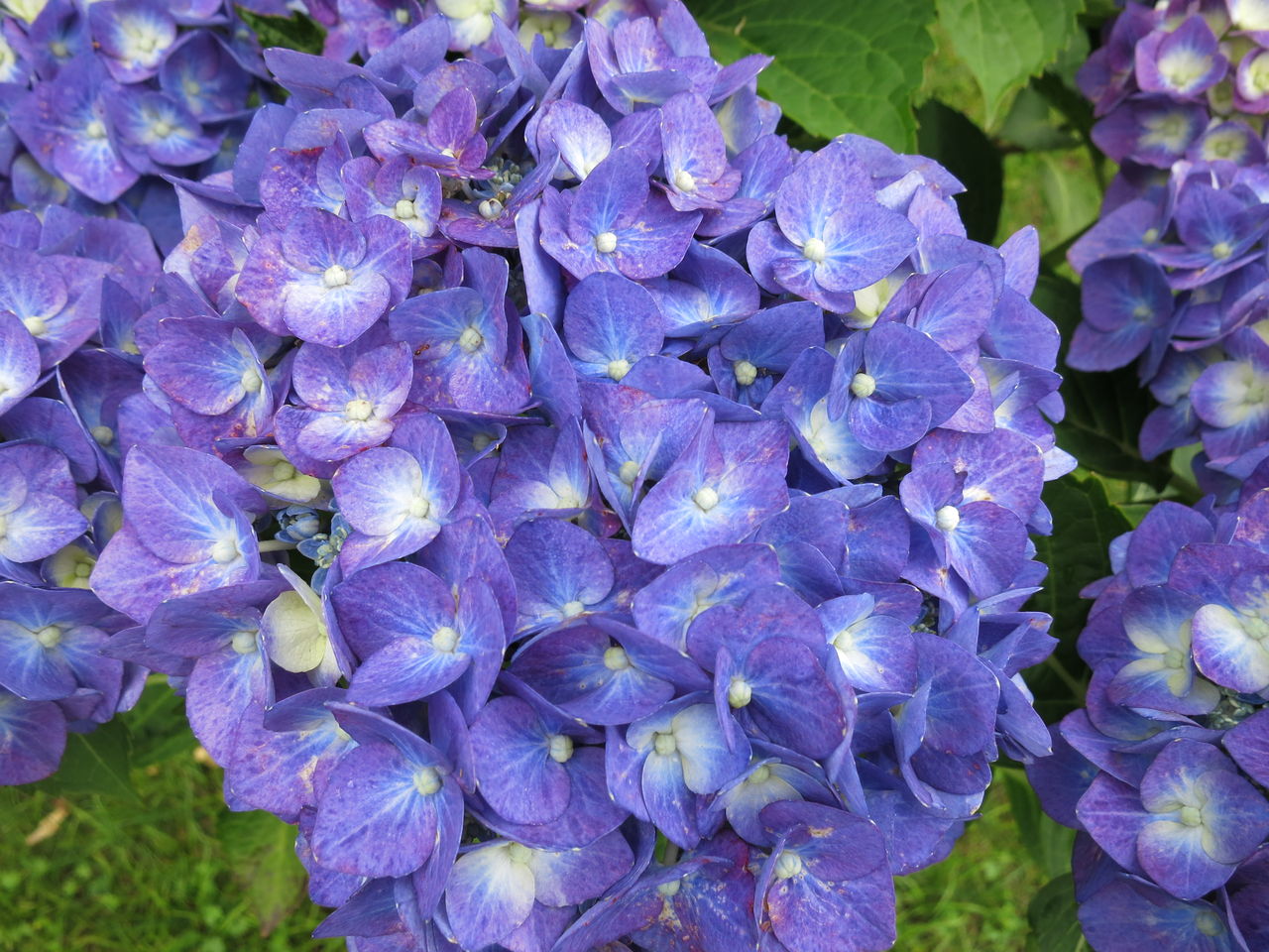 アジサイの色 ミセスケイの薔薇コラム