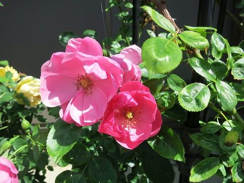 バレリーナ シャリファアスマなど ミセスケイの薔薇コラム バレリーナ シャリファアスマなど ミセスケイの薔薇コラム
