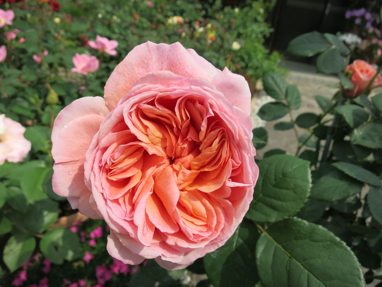 ５月のかおりかざりなど ミセスケイの薔薇コラム