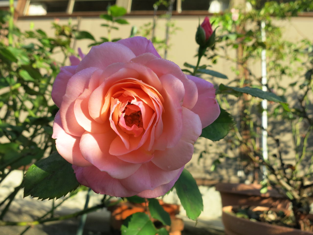 久しぶりの今朝のバラ 残念だったたまき ミセスケイの薔薇コラム